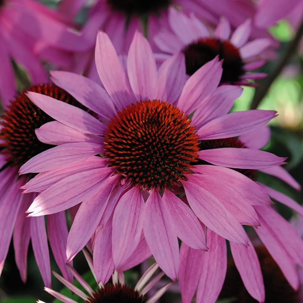 30 x Perennial Collection Garden Plant Hardy Perennial Flowering Garden Plants Easy to Grow Your Own Plug Plants