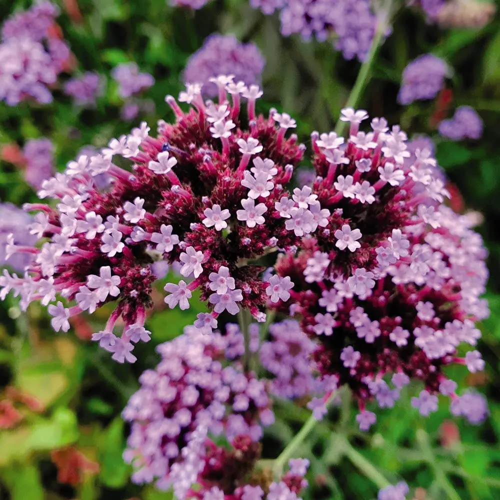 30 x Perennial Collection Garden Plant Hardy Perennial Flowering Garden Plants Easy to Grow Your Own Plug Plants