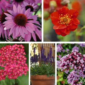 30 x Perennial Collection Garden Plant Hardy Perennial Flowering Garden Plants Easy to Grow Your Own Plug Plants