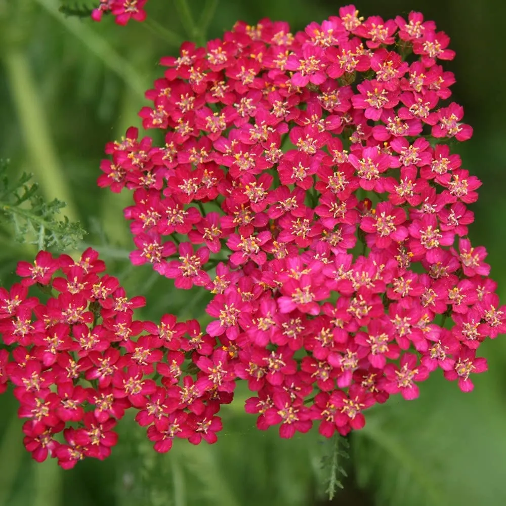 30 x Perennial Collection Garden Plant Hardy Perennial Flowering Garden Plants Easy to Grow Your Own Plug Plants