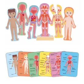 Human Body Magnetic Puzzle